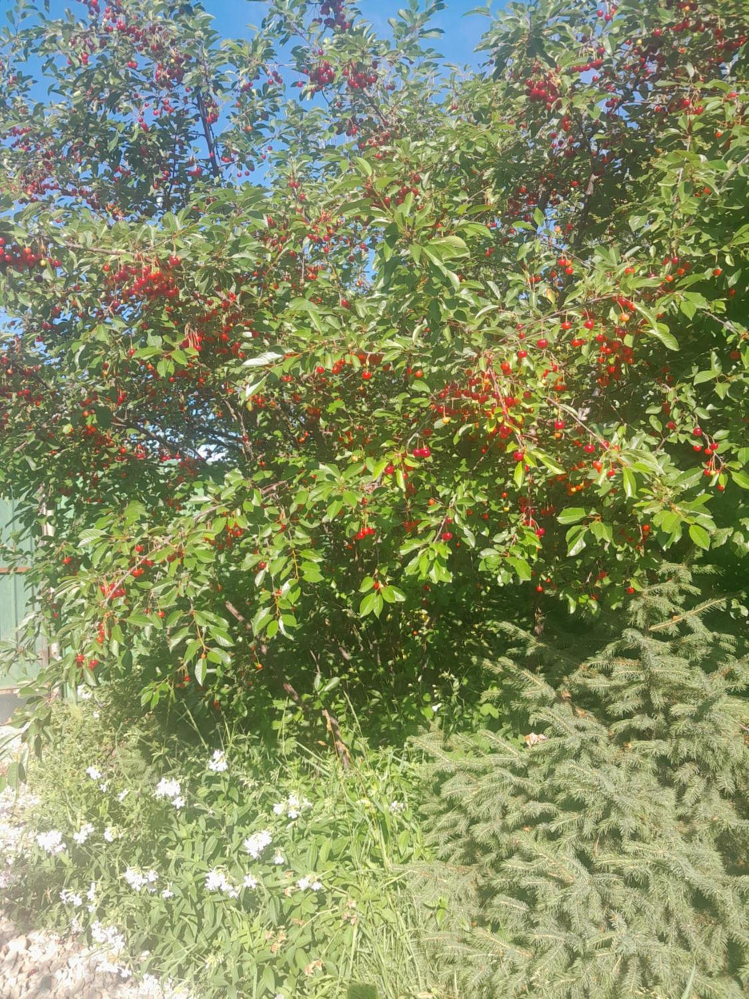 Waterfall In The Yard Karakol Εξωτερικό φωτογραφία